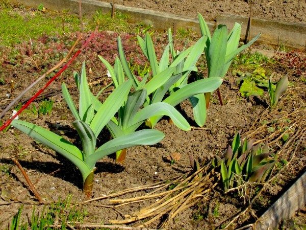  Grüne Zwiebelblätter schmecken nach Knoblauch, die Zwiebeln sind auch essbar und ähneln Rettich und Rettich