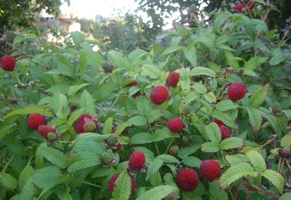  Hybride de fraise et framboise