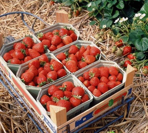  La délicatesse Strawberry Moscow appartient à la catégorie des hybrides à la lumière du jour neutre et donne un rendement élevé pendant longtemps.