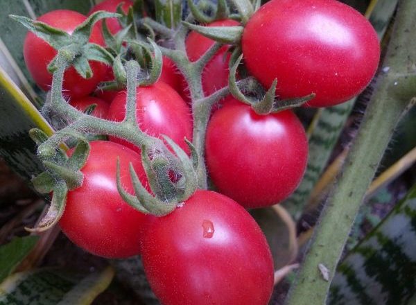  Tomate novice rose