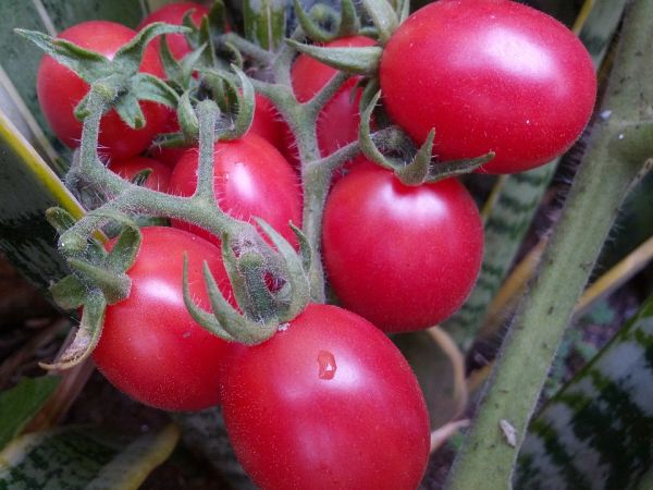  Tomatenanfänger rosa