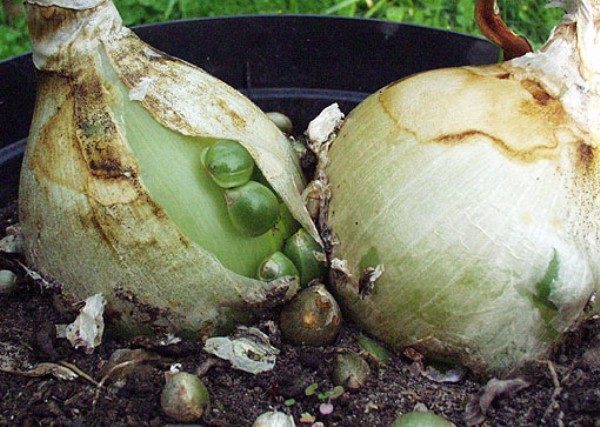  Zwiebeln vermehren sich schnell von Kindern