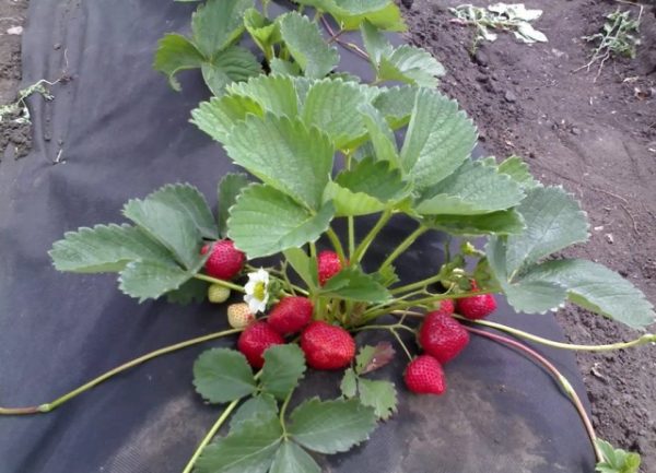  Fraise cardinal mûri sur le buisson