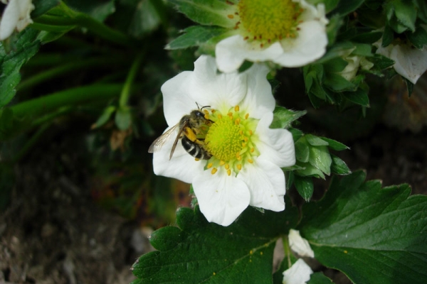  Wie Erdbeeren in offenem und geschlossenem Boden bestäubt werden