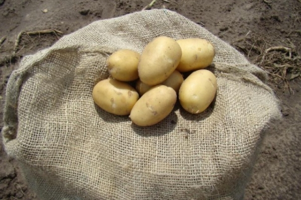  Nach der Ernte müssen die Kartoffeln mehrere Tage in der Sonne bleiben