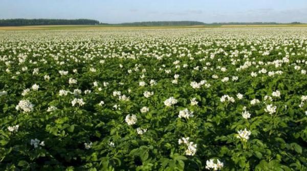  Les pommes de terre Vineta ont des buissons qui s'étalent avec une petite corolle de fleur blanche