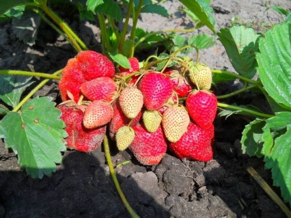  Vicoda est l'une des meilleures variétés néerlandaises de maturation tardive