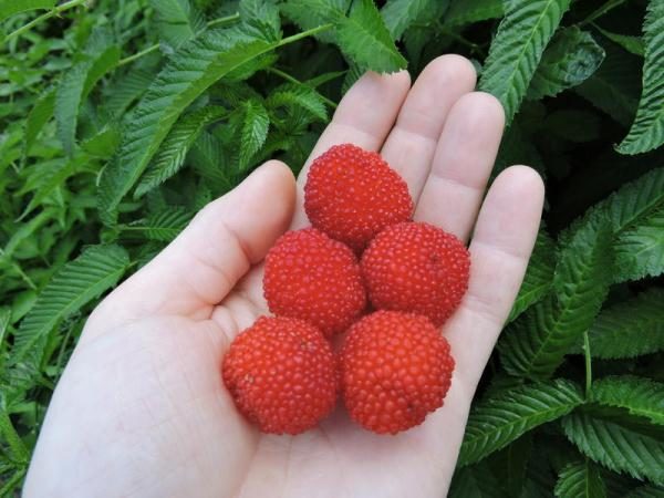  Frisch geerntete Erdbeeren