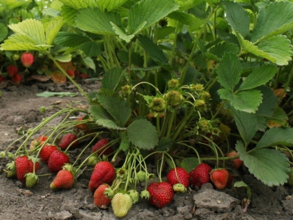  Polka hohe Büsche, Beeren wiegen bis zu 50 Gramm, haben einen süßen Geschmack mit Karamellnoten