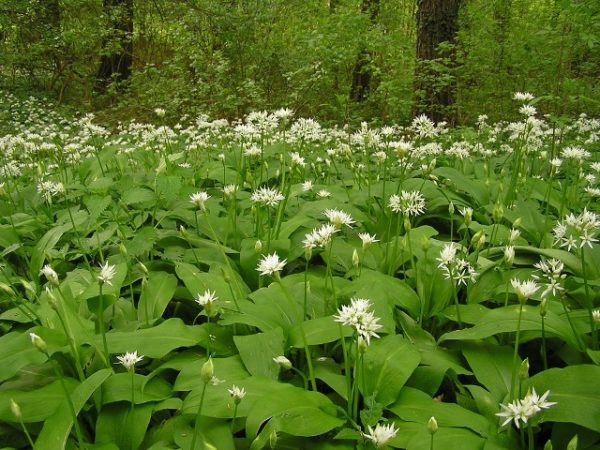  Bärenbogen im Wald