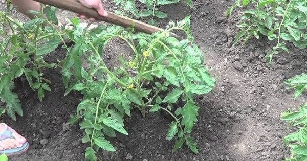  Jätenplot mit Tomaten aus Unkraut