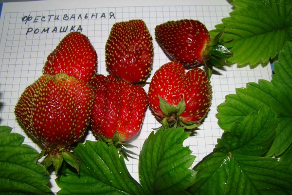  Festival Strawberry: Sortenbeschreibung, Pflanzung und Pflege