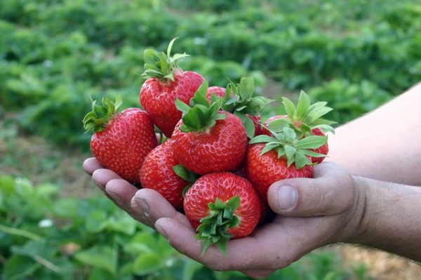  Strawberry Evie 2 in den Händen der Nahaufnahme