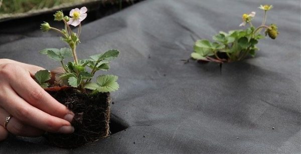  Erdbeeren unter Agrofaser pflanzen