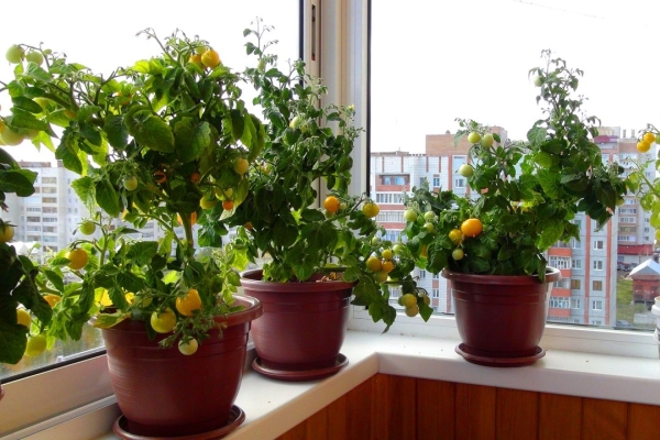  Tomaten auf dem Balkon anbauen: Schritt für Schritt Anleitung