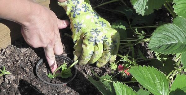  L'élevage de moustache à la fraise Masha