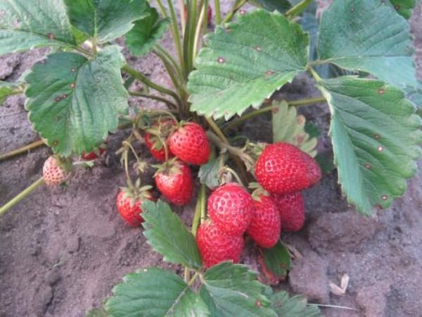  Le type de sol dépendra du rendement en fraise Vicoda