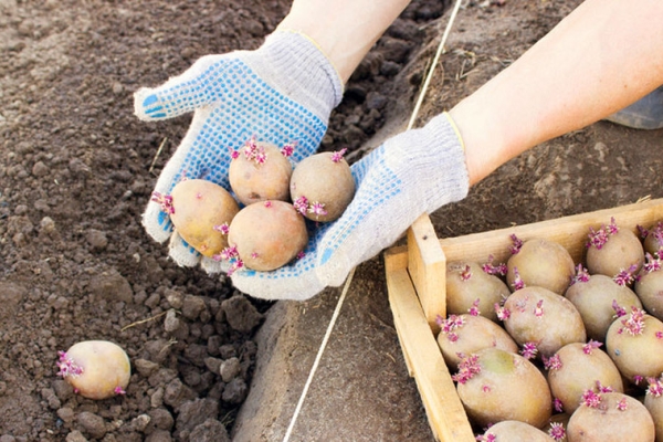  Lorsque la température de la terre à une profondeur de 10 cm atteint 7 degrés, vous pouvez commencer à planter des pommes de terre, Santa