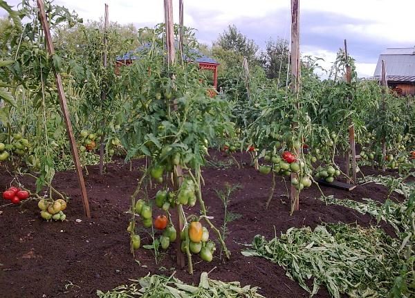  Tomatenbüsche De Barao auf einem Sockel