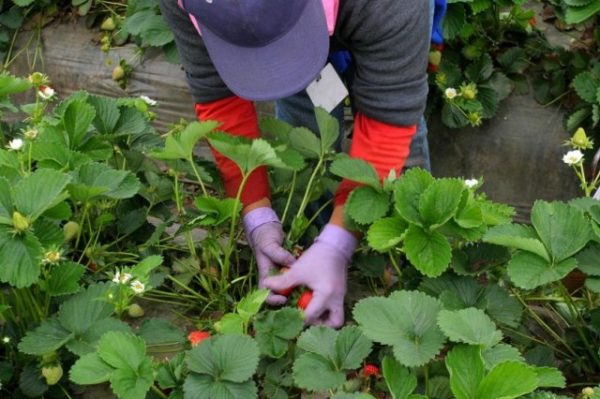  Erdbeeren ernten