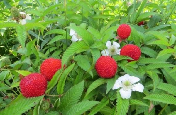  Der Ertrag von Hybrid-Erdbeeren und Himbeeren hängt vom Boden ab