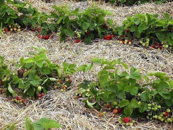  Le paillis aidera à retenir l'humidité et à prévenir la croissance des mauvaises herbes