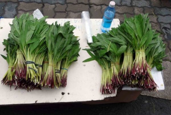  Paquets d'oignons après la récolte