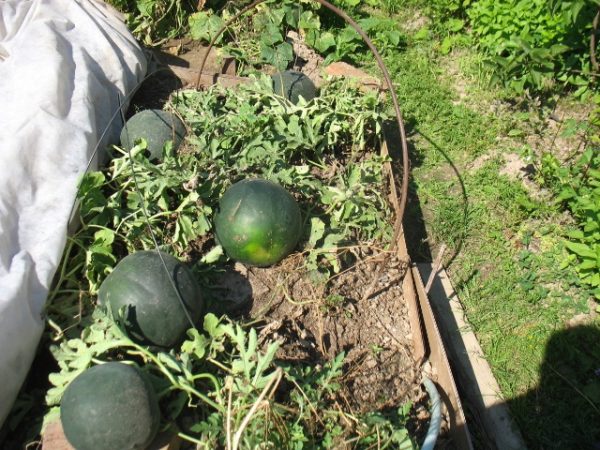  Wassermelonenlicht an ihrem Sommerhäuschen