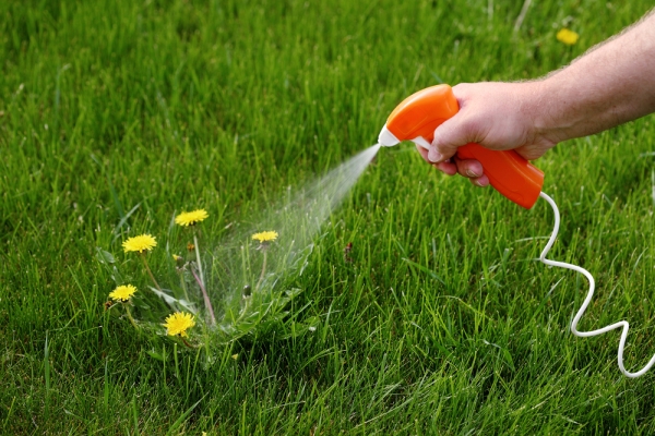  Le moyen est bien absorbé par les feuilles et les tiges des mauvaises herbes, affecte les racines et le rhizome