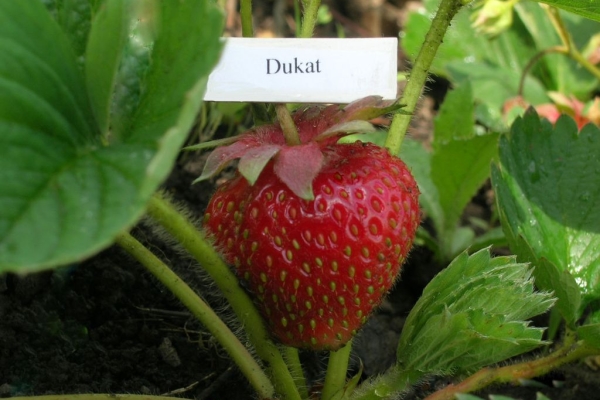  Fraise Ducat: description et caractéristiques de la variété, plantation, soin