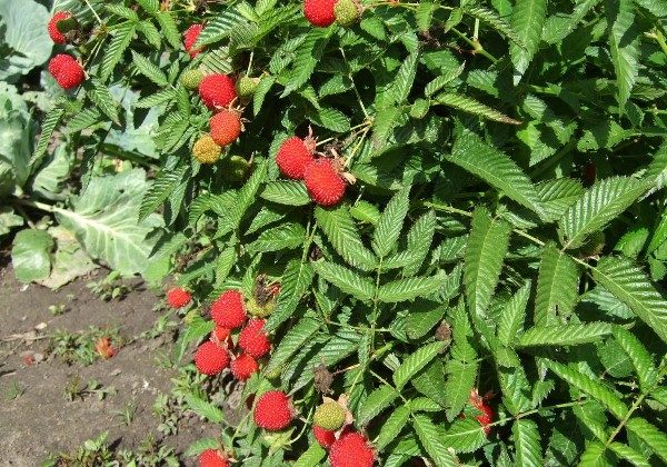  Im Sommer muss der Strauch bei trockenem Wetter regelmäßig bewässert werden. In der Hitze sollte er täglich und vorzugsweise nachts durchgeführt werden.