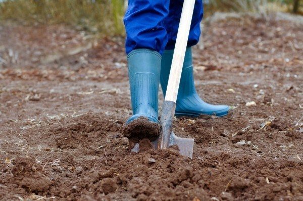  La formule d'engrais de pomme de terre contribue au champ de fouille