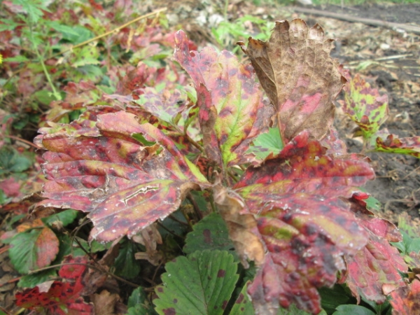  Phytophtorischer welkender Busch