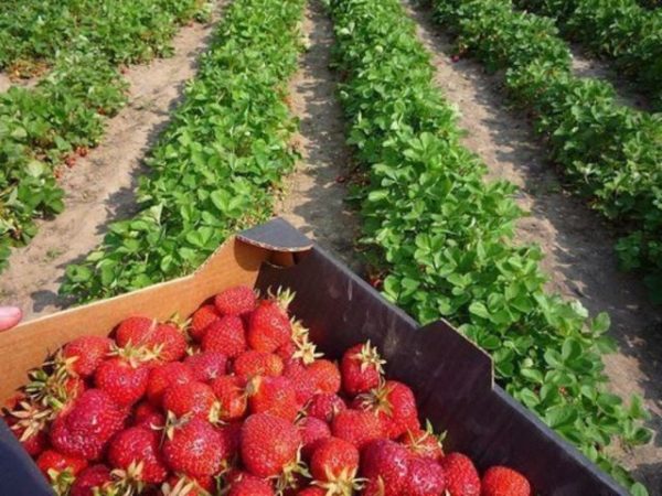  Fraise cultivée sous paillage