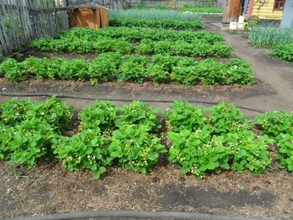  Erdbeerbetten im Garten