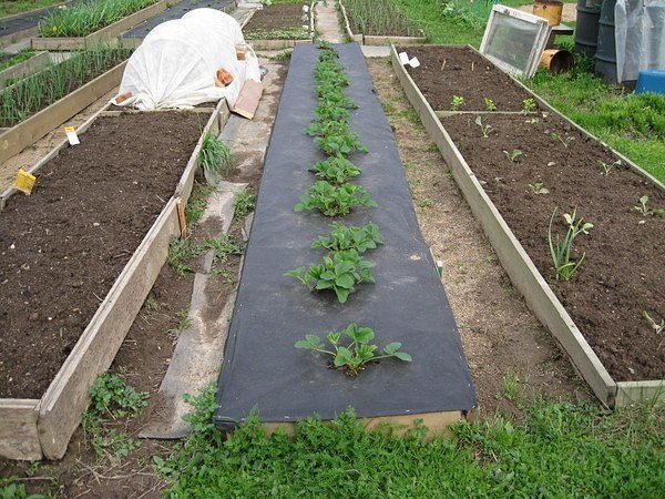  La récolte future dépend de la préparation des planches de fraises.