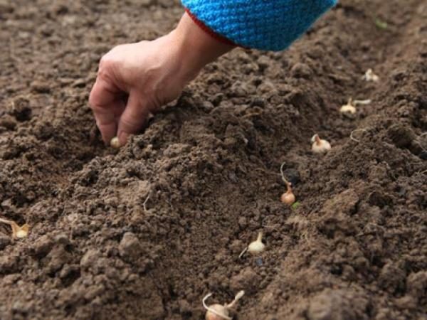  Pflanzung von sevka im Frühjahr besser zu produzieren