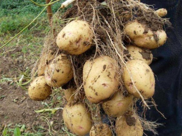  En moyenne, un buisson d’Aurora peut former de 10 à 20 tubercules.