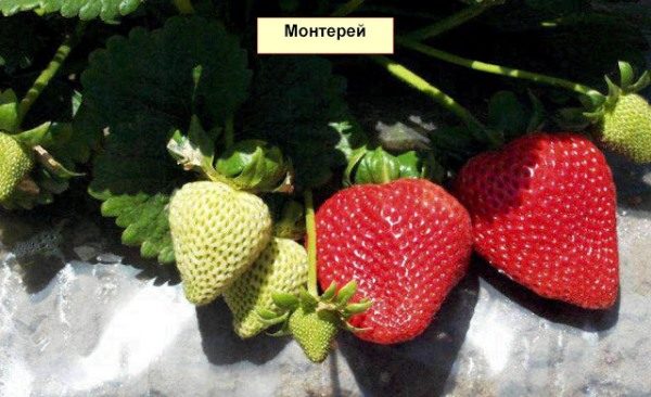  Les arbustes à fraises de Monterey sont très fructueux - il peut y avoir jusqu'à quatorze tiges de fleurs sur un