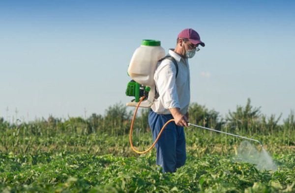  Herbizidbehandlung rettet Kartoffeln vor Unkraut.