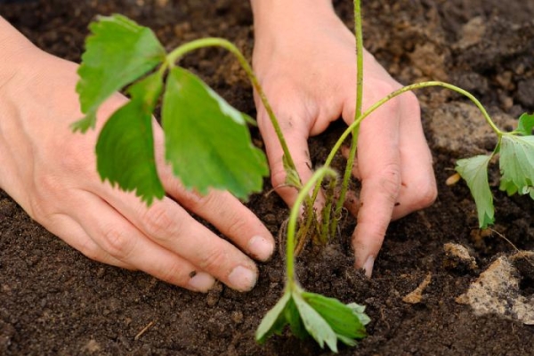  Der Anbau erfolgt im frühen Frühling oder Herbst, der Abstand zwischen den Büschen beträgt mindestens 30 cm