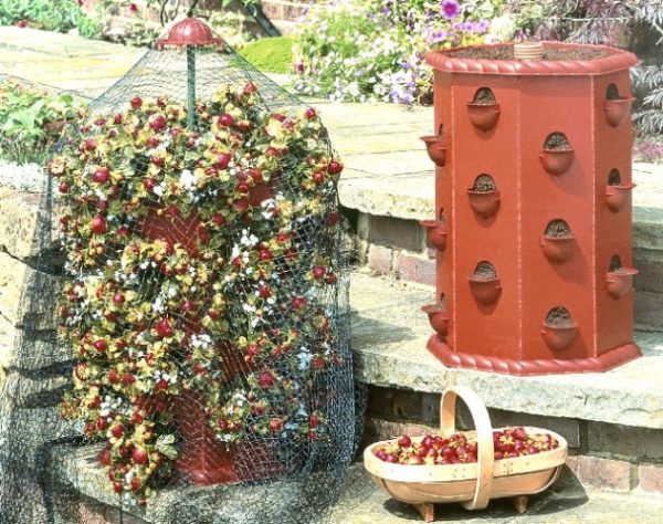  Fraises mûres dans un tonneau