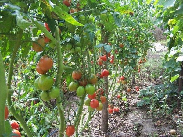  Tomate de Barao - variété de tomates hautes, caractérisée par un rendement élevé et une résistance élevée aux maladies