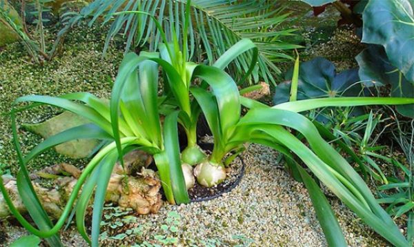  Indische Zwiebeln im Garten