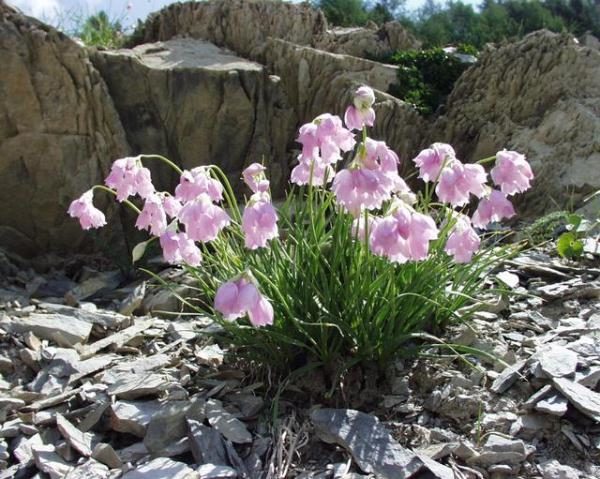  Knoblauch Narcisflower