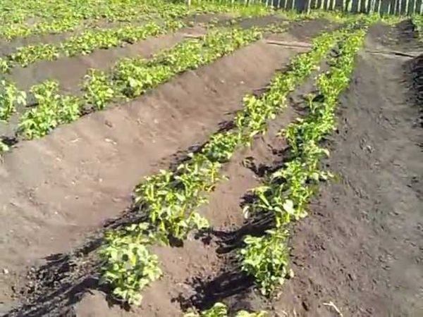  Double rangée de pommes de terre