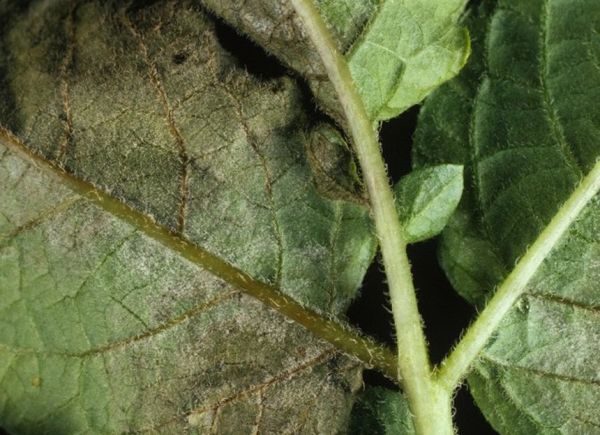  Mildiou sur les feuilles de pomme de terre