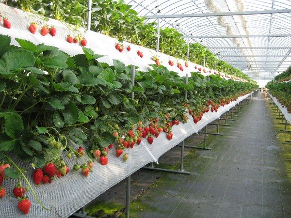  Im Gewächshaus ganzjährig Erdbeeren anbauen