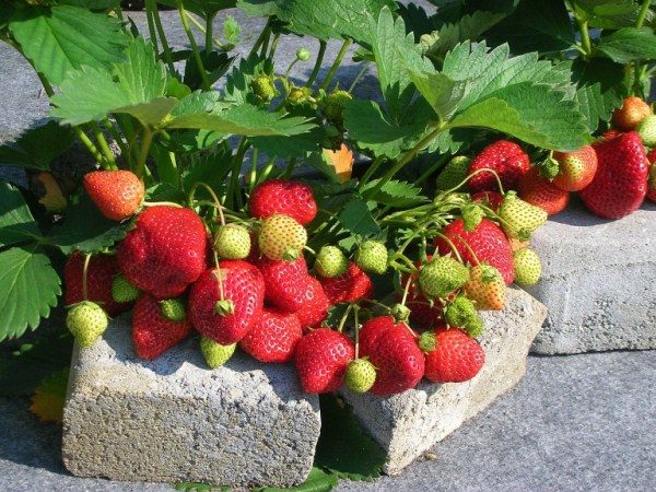  Variété Fraise Queen Elizabeth