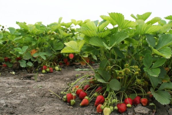  Erdbeeren im Garten